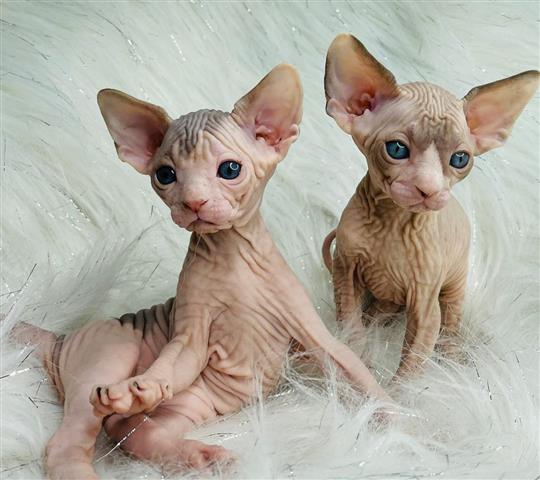 $350 : Sphinx kittens For sale image 2