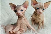 $350 : Sphinx kittens For sale thumbnail