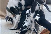 $200 : Cachorros Great Dane thumbnail