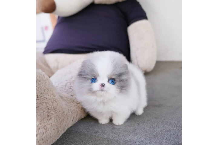 $350 : Pomerania en venta image 2