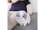 $350 : Pomerania en venta thumbnail
