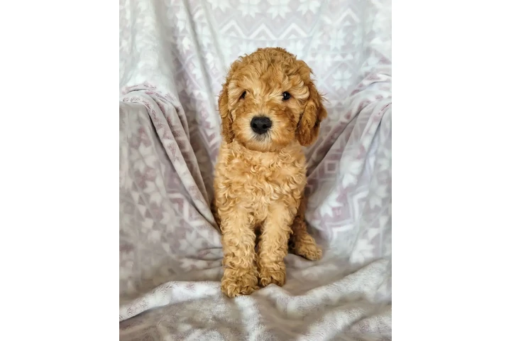 $800 : holly goldendoodle puppies image 4