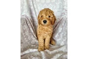 $800 : holly goldendoodle puppies thumbnail