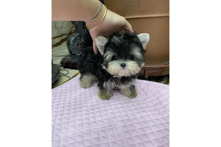 $350 : Yorkie Teacup Cachorros image 4