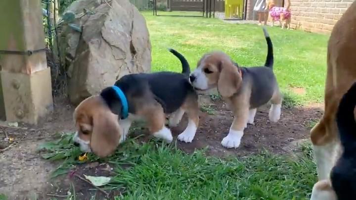 $500 : Cachorros Beagle en Adopción image 1