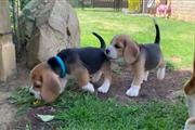 Cachorros Beagle en Adopción