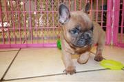 $1000 : cachorros de bulldog francés thumbnail