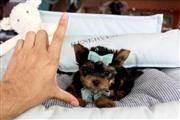 $500 : Cachorros Yorkie de calidad thumbnail