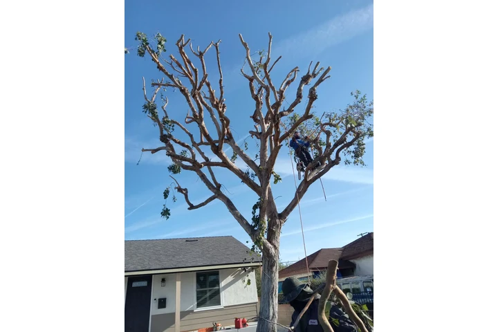 Daniel's Tree Service image 4