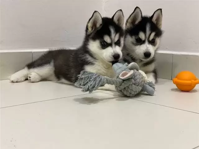 $400 : Purebred Siberian Husky Puppie image 2