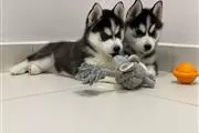 $400 : Purebred Siberian Husky Puppie thumbnail