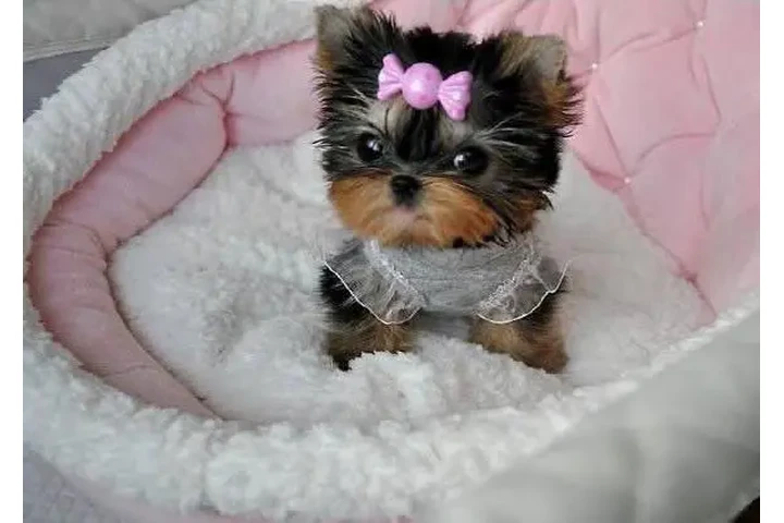 $350 : Yorkshire terrier miniatura image 2
