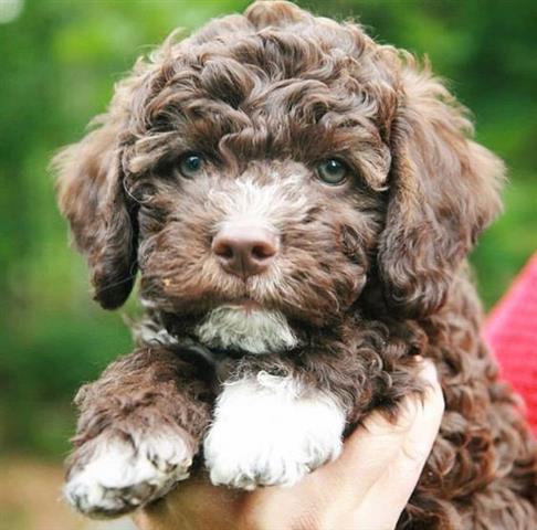 $200 : lagotto romagnolo puppies image 3