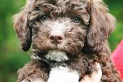 $200 : lagotto romagnolo puppies thumbnail