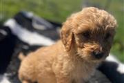 $400 : Golden retriever puppies thumbnail