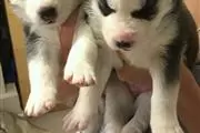 Siberian Husky puppies fo Sale en Arlington TX