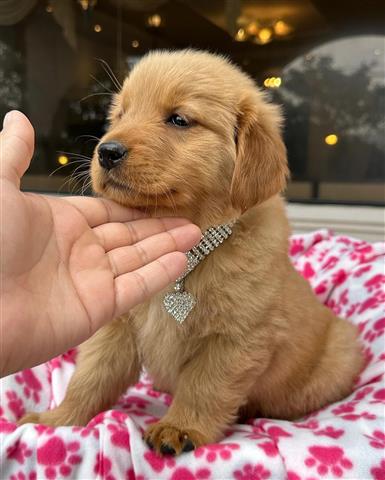 $350 : Cachorrita Golden Retriever image 3