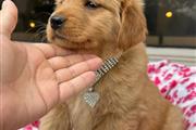 $350 : Cachorrita Golden Retriever thumbnail