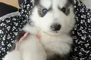 HUSKY PUPPIES AVAILABLE en Detroit