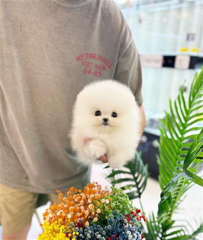 $250 : Pomeranian puppies for sale image 3