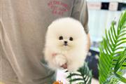 $250 : Pomeranian puppies for sale thumbnail