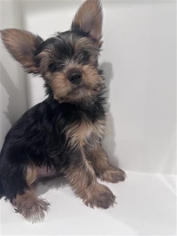 $1200 : Yorkie Toy puppies image 2