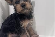 $1200 : Yorkie Toy puppies thumbnail