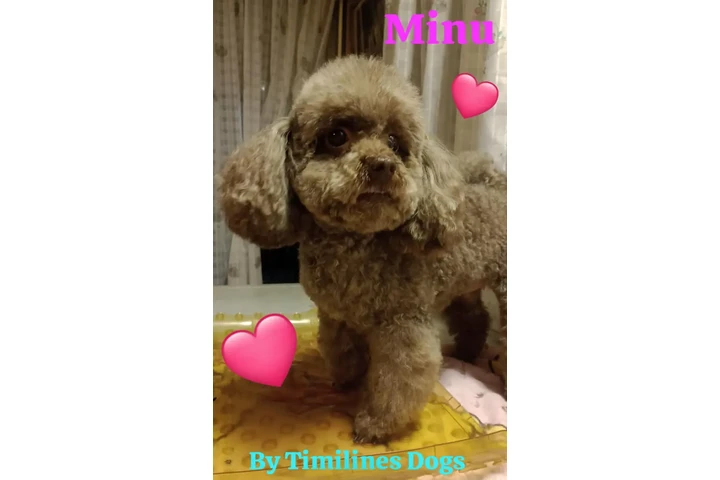 Peluquería y Adiestramiento image 6