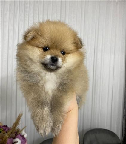 $400 : Pomeranian puppies for sale image 1