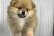 Pomeranian puppies for sale en Sacramento