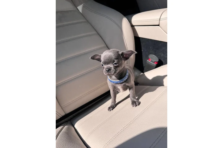 $250 : Teacup Chihuahua puppies image 3