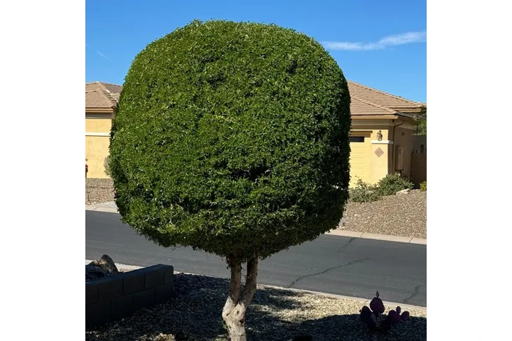 Desert Agave Landscaping, LLC image 2