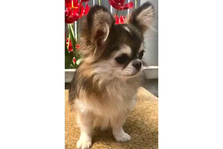 $2400 : Chihuahua puppies SH and LH image 8