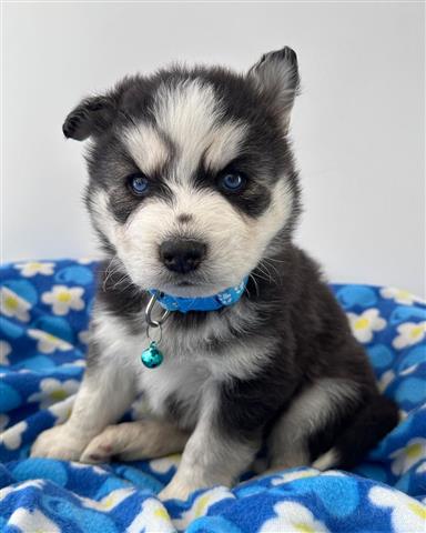 $350 : Cachorrito Husky Siberiano image 5