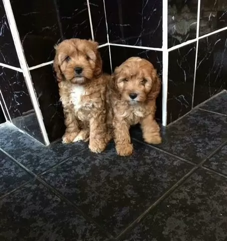 $420 : buy gorgeous Cavapoo Pups image 2