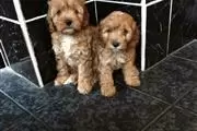 $420 : buy gorgeous Cavapoo Pups thumbnail