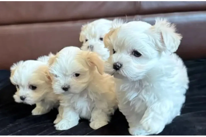 $300 : Maltese puppies for sale. image 1