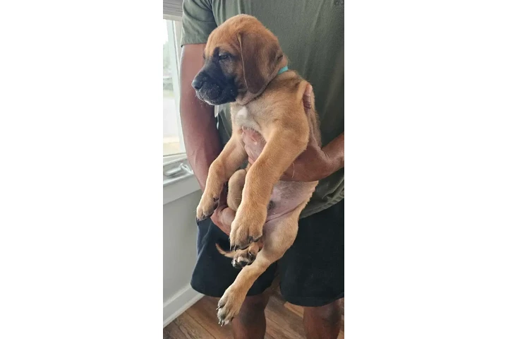 $2800 : Cane Corso & American Bulldog image 4