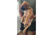 $2800 : Cane Corso & American Bulldog thumbnail