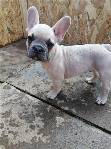 $420 : French Bulldog puppies Availab image 2