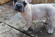 $420 : French Bulldog puppies Availab thumbnail