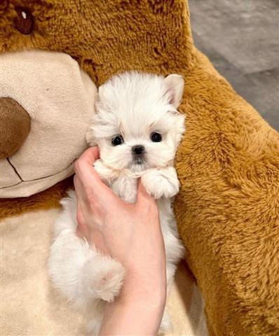$300 : Teacup Maltese for sell image 1