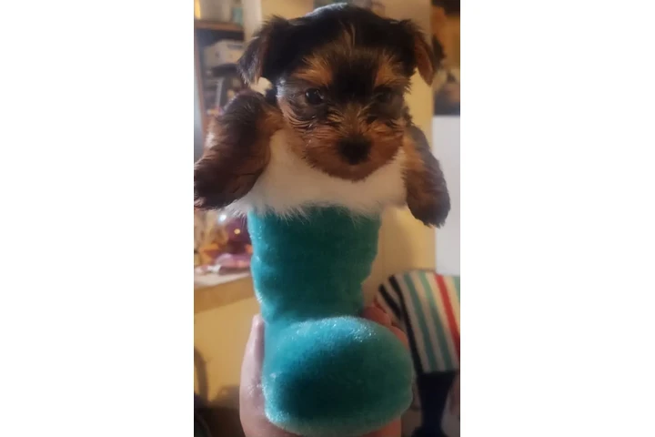 🐶✨ PERRITOS YORKIE EN VENTA ✨ image 1