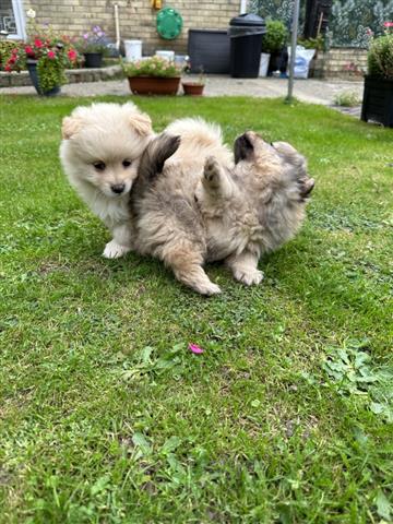 $200 : Teacup Pom Puppies Ready image 1
