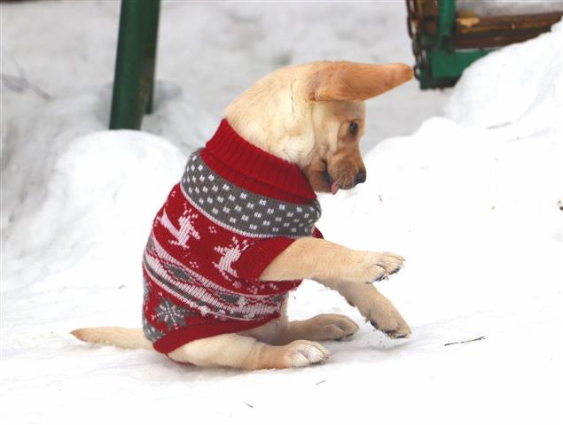 $600 : Dulces cachorros de Labrador image 3