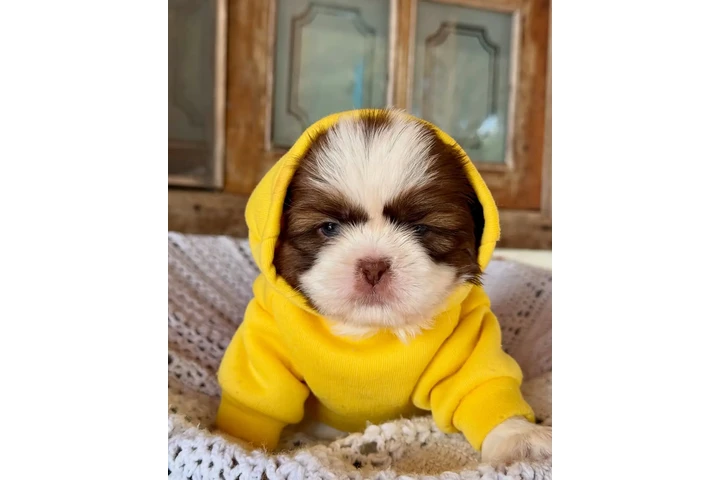 $350 : Cachorros Shihtzu en venta image 3