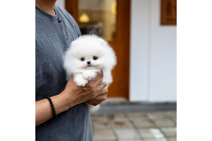 $300 : Teacup Pomeranian puppies image 7