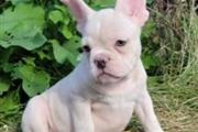 $550 : English Bulldog puppies ready thumbnail