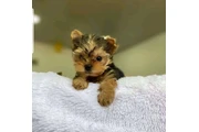 $400 : cachorros de yorkie thumbnail