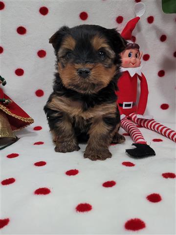 $1500 : Yorkies purebred image 3